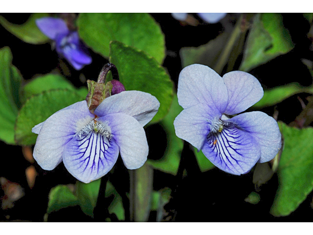 Viola adunca (Hooked-spur violet) #34661