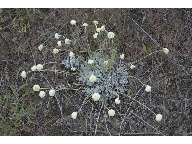 Eriogonum ovalifolium (Cushion buckwheat) #34663