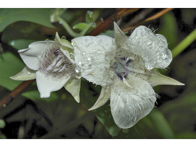 Calochortus elegans (Elegant mariposa lily) #34676