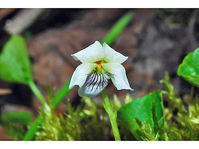 Viola renifolia (White violet) #34699
