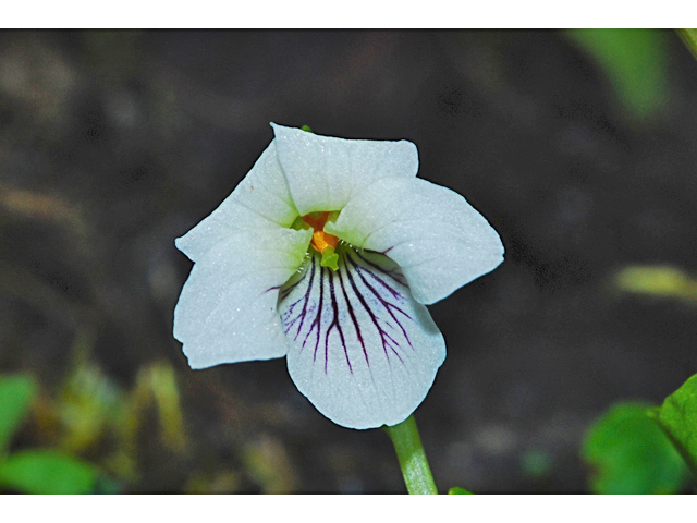 Viola renifolia (White violet) #34701