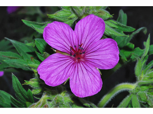 Geranium viscosissimum (Sticky purple geranium) #34710