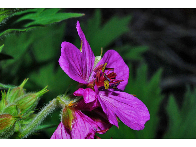 Geranium viscosissimum (Sticky purple geranium) #34711