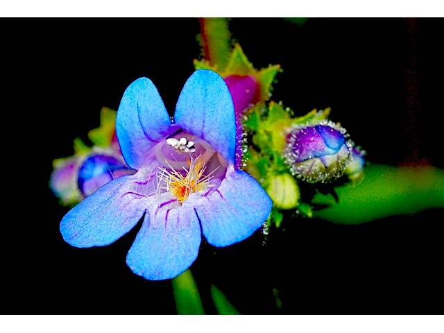 Penstemon procerus (Littleflower penstemon) #34735
