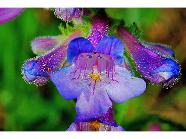 Penstemon procerus (Littleflower penstemon) #34750