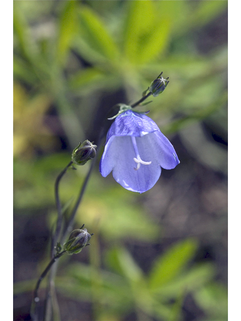 Campanula rotundifolia (Bluebell bellflower) #34756