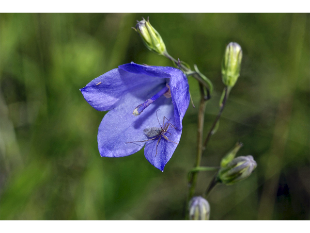 Campanula rotundifolia (Bluebell bellflower) #34759