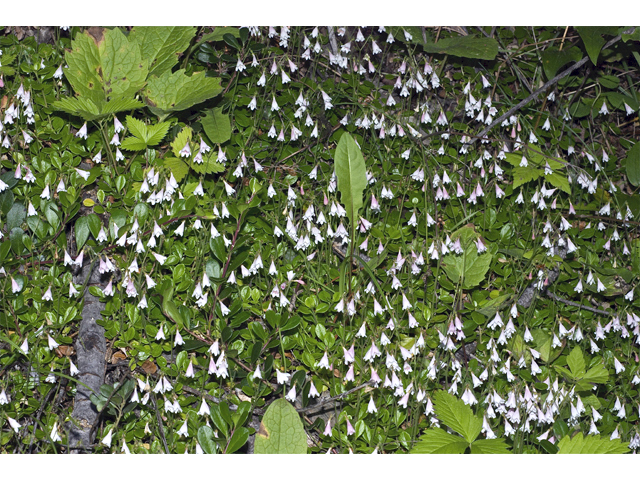 Linnaea borealis ssp. americana (Twinflower) #34777