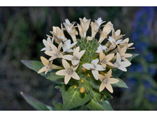 Collomia grandiflora (Grand collomia) #34780