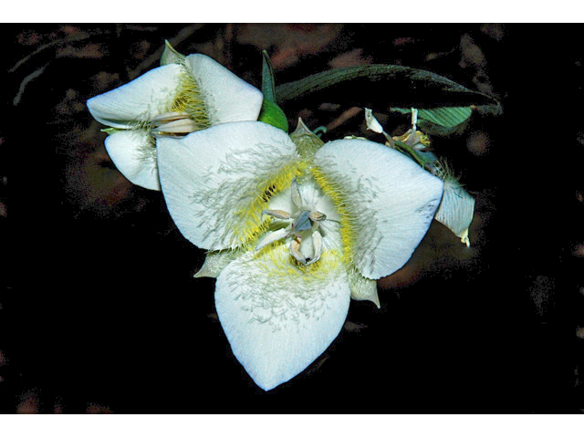Calochortus apiculatus (Pointedtip mariposa lily) #34782