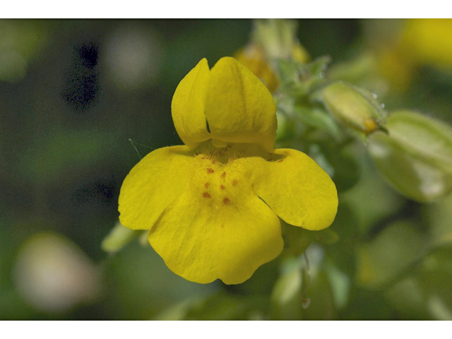 Mimulus guttatus (Yellow monkeyflower) #34787