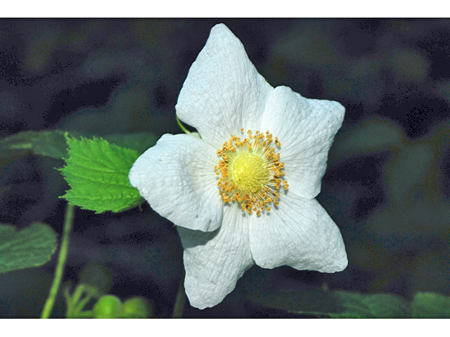 Rubus parviflorus (Western thimbleberry) #34788