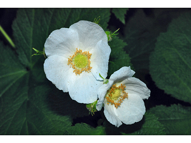 Rubus parviflorus (Western thimbleberry) #34789