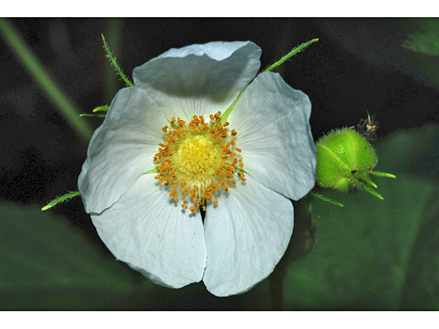 Rubus parviflorus (Western thimbleberry) #34790