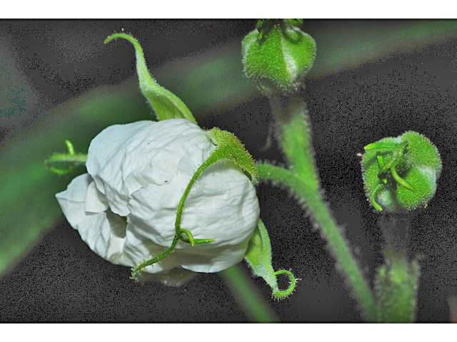 Rubus parviflorus (Western thimbleberry) #34791