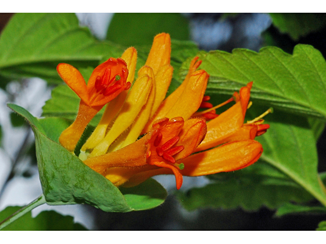 Lonicera ciliosa (Orange honeysuckle) #34792