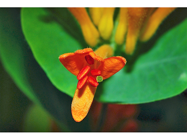 Lonicera ciliosa (Orange honeysuckle) #34793