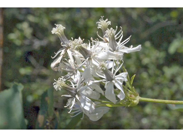 Clematis ligusticifolia (Western white clematis) #34795