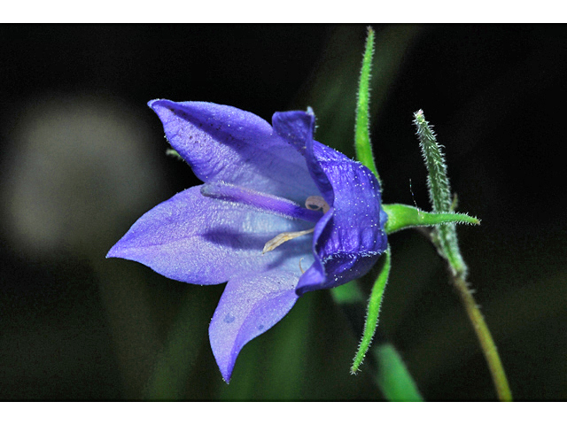 Campanula rotundifolia (Bluebell bellflower) #34796