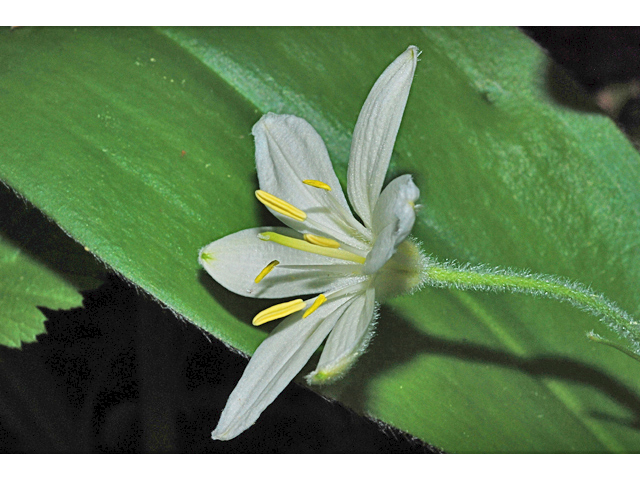 Clintonia uniflora (Bride's bonnet) #34801
