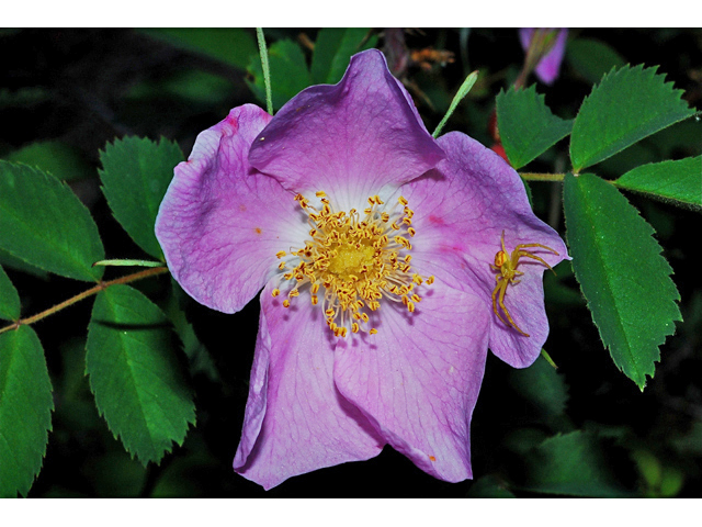 Rosa woodsii (Woods' rose) #34810