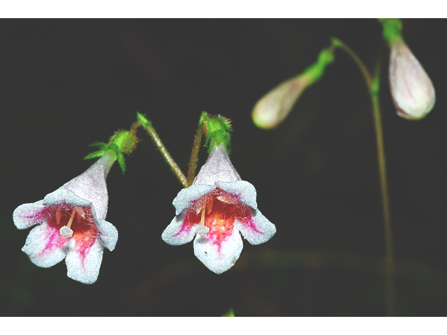 Linnaea borealis ssp. americana (Twinflower) #34818