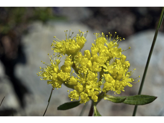 Eriogonum flavum (Alpine golden buckwheat) #34840