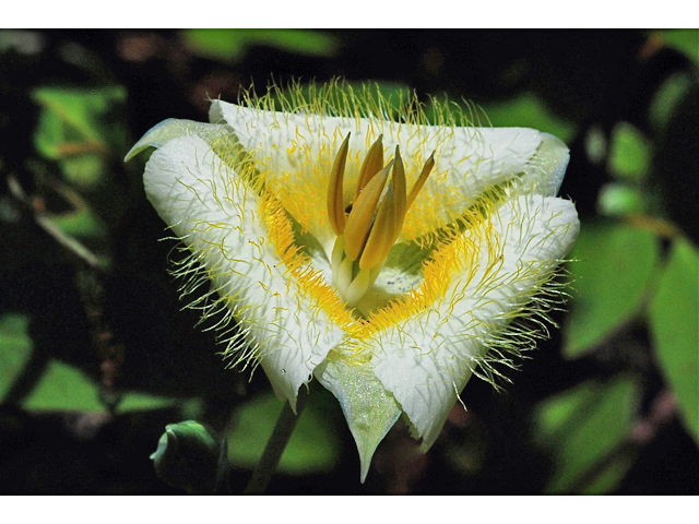 Calochortus apiculatus (Pointedtip mariposa lily) #34842