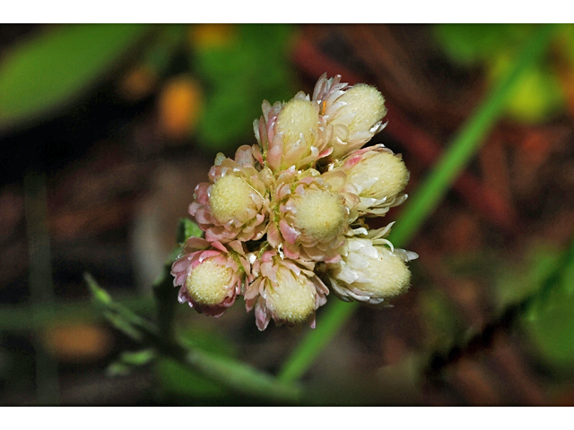 Antennaria rosea (Rosy pussytoes) #34860