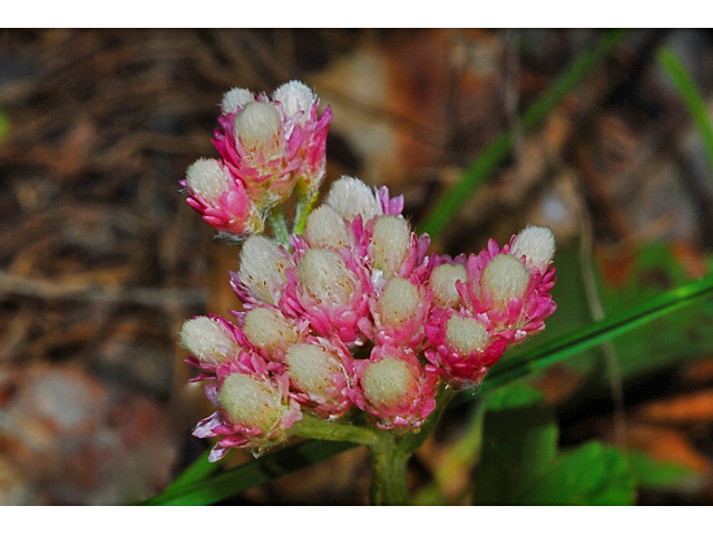 Antennaria rosea (Rosy pussytoes) #34862
