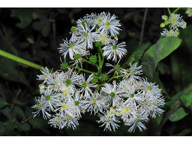 Trautvetteria caroliniensis (Carolina bugbane) #34863