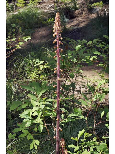 Pterospora andromedea (Woodland pinedrops) #34868