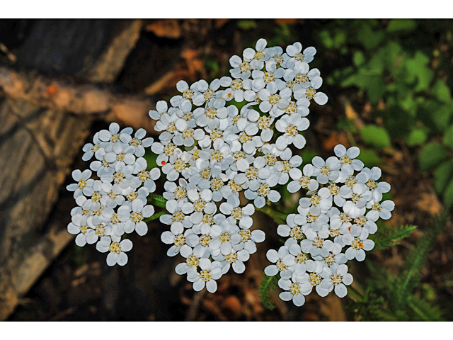 Achillea millefolium (Common yarrow) #34872