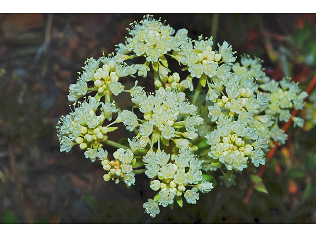 Eriogonum umbellatum var. majus (Subalpine sulfur flower) #34877