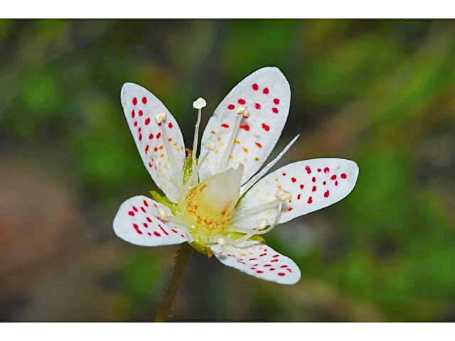 Saxifraga bronchialis (Yellowdot saxifrage) #34879