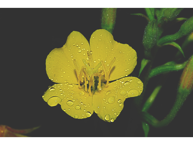 Oenothera villosa (Hairy evening primrose) #34881