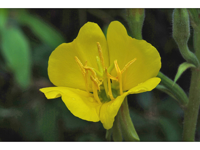 Oenothera villosa (Hairy evening primrose) #34882