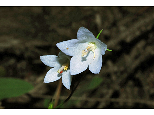 Campanula rotundifolia (Bluebell bellflower) #34894