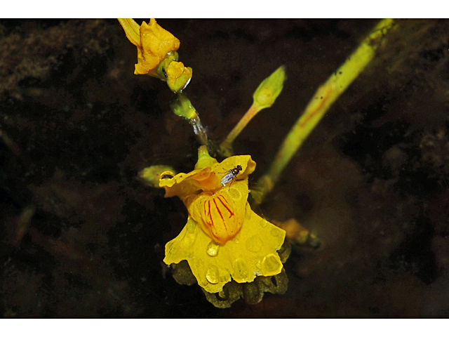 Utricularia macrorhiza (Common bladderwort) #34901