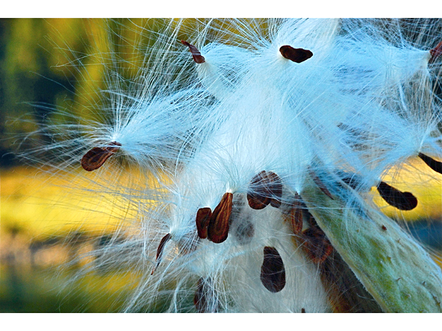 Asclepias speciosa (Showy milkweed) #34930