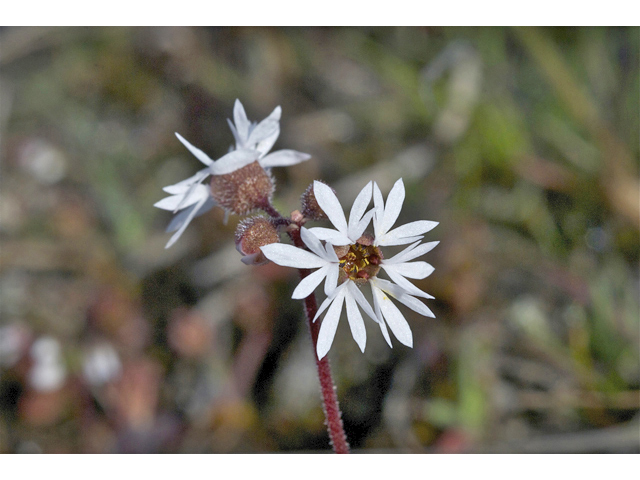 Lithophragma parviflorum (Smallflower woodland-star) #34933