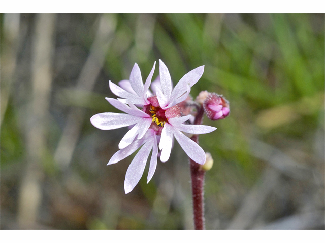 Lithophragma parviflorum (Smallflower woodland-star) #34934