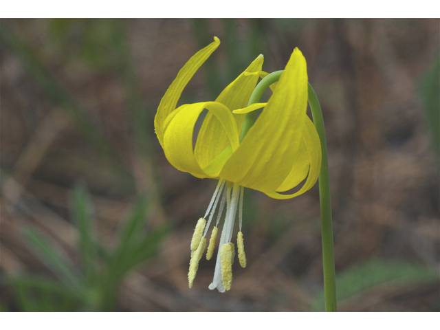 Erythronium grandiflorum (Yellow avalanche-lily) #34938