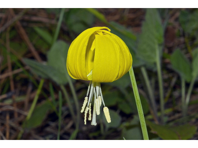 Erythronium grandiflorum (Yellow avalanche-lily) #34940