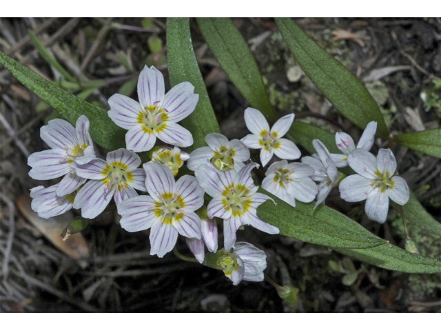 Claytonia lanceolata (Western spring beauty) #34950