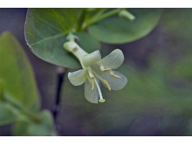 Lonicera utahensis (Utah honeysuckle) #34957