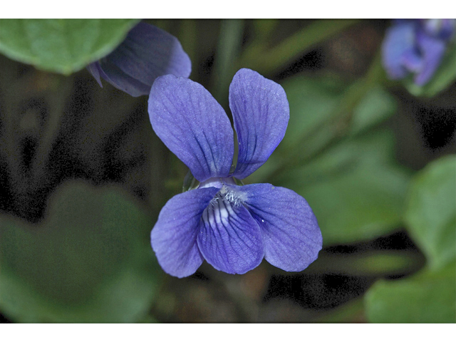 Viola adunca (Hooked-spur violet) #34980