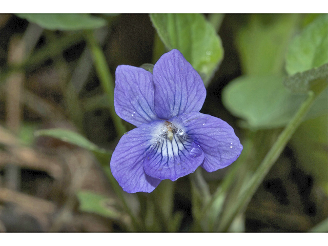 Viola adunca (Hooked-spur violet) #34981