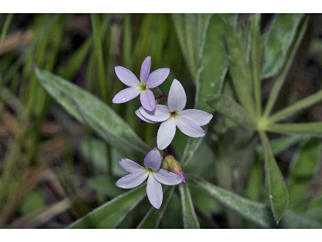 Suksdorfia violacea (Violet suksdorfia) #34992
