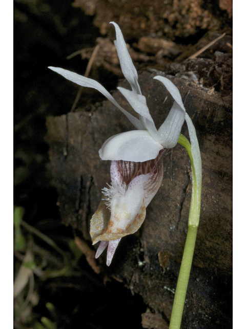 Calypso bulbosa var. occidentalis (Western fairy-slipper) #34996